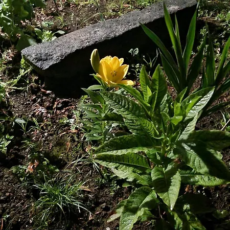 Casa Do Pinheiro, Graciosa Island
