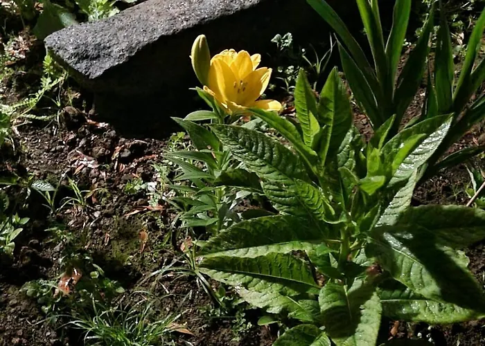 Casa Do Pinheiro, Graciosa Island